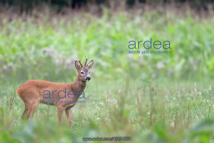  : Roe Deer. One Roe Deer (Capreolus capreolus) buck observing a doe in the mating season