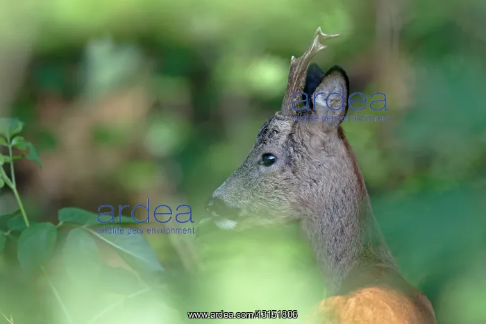 : Roe Deer. One Roe Deer (Capreolus capreolus) buck portrait : Roe Deer. One Roe Deer (Capreolus capreolus) buck portrait