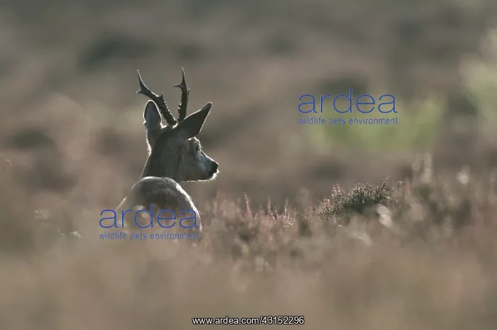 : Roe Deer. Backlit Roe Deer (Capreolus capreolus) buck on heatland : Roe Deer. Backlit Roe Deer (Capreolus capreolus) buck on heatland