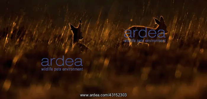 : Roe Deer (Capreolus capreolus) mother and calf in strong orange backlight : Roe Deer (Capreolus capreolus) mother and calf in strong orange backlight