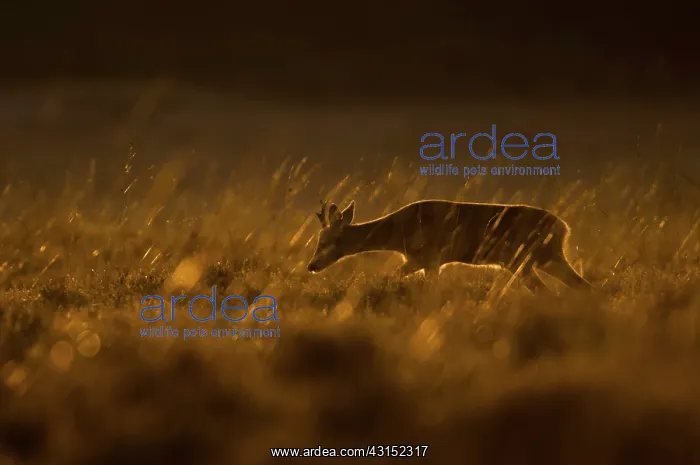 : Roe Deer (Capreolus capreolus) buck in strong orange backlight : Roe Deer (Capreolus capreolus) buck in strong orange backlight
