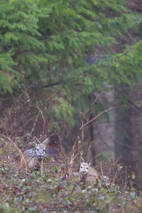 : Roe Deer. Two Roe Deer (Capreolus capreolus) young bucks foraging between Blackberries : Roe Deer. Two Roe Deer (Capreolus capreolus) young bucks foraging between Blackberries