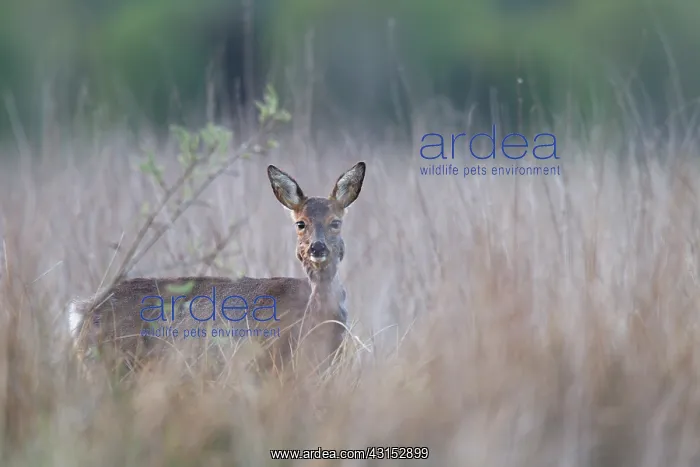 : Roe Deer. One Roe Deer (Capreolus capreolus) pregnant doe standing in a bog meadow : Roe Deer. One Roe Deer (Capreolus capreolus) pregnant doe standing in a bog meadow