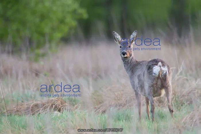 : Roe Deer. One Roe Deer (Capreolus capreolus) pregnant doe standing in a bog meadow : Roe Deer. One Roe Deer (Capreolus capreolus) pregnant doe standing in a bog meadow