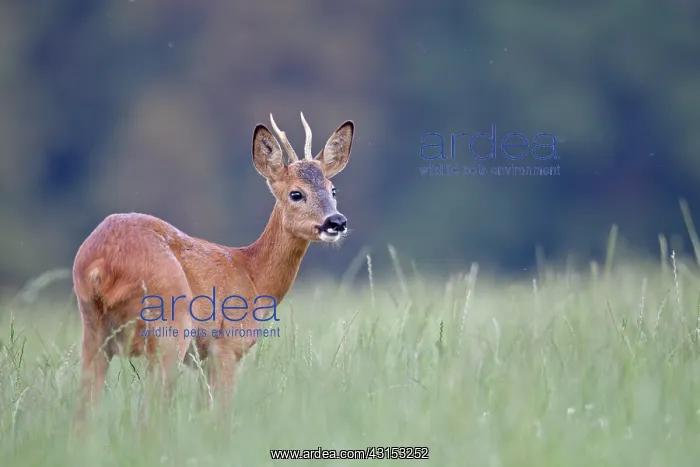 : Roe Deer (Capreolus capreolus) buck in high vegetation : Roe Deer (Capreolus capreolus) buck in high vegetation