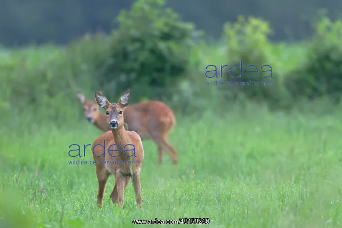 : Roe Deer. Two Roe Deer (Capreolus capreolus) does standing in a meadow : Roe Deer. Two Roe Deer (Capreolus capreolus) does standing in a meadow