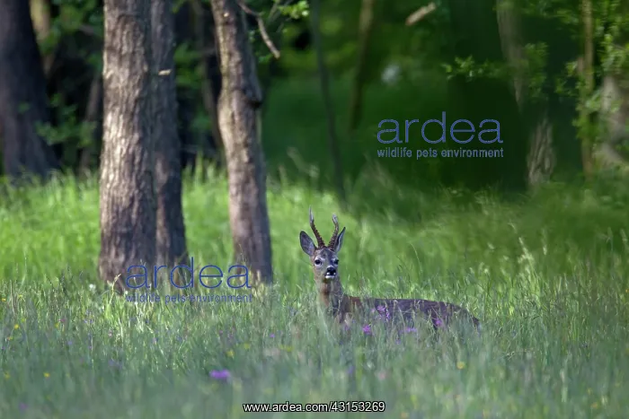 : Roe Deer. Old Roe Deer (Capreolus capreolus) buck standing in a forest in high grass : Roe Deer. Old Roe Deer (Capreolus capreolus) buck standing in a forest in high grass