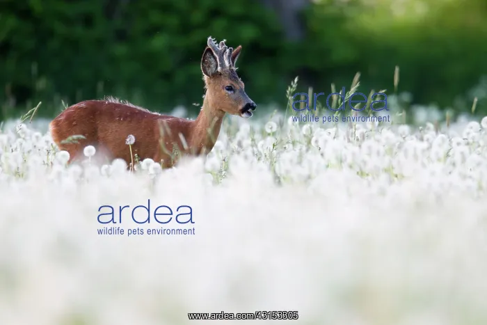 : Roe Deer (Capreolus capreolus) buck with velvet antlers standing in a meadow : Roe Deer (Capreolus capreolus) buck with velvet antlers standing in a meadow