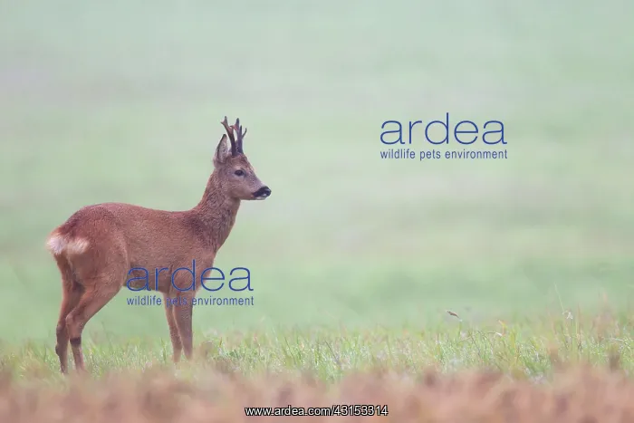 : Roe Deer (Capreolus capreolus) buck standing at the border of a barley field : Roe Deer (Capreolus capreolus) buck standing at the border of a barley field