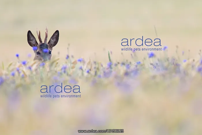  : Roe Deer (Capreolus capreolus) buck hidden between Cornflowers (Centaurea cyanus)