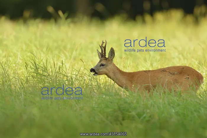 : Roe Deer (Capreolus capreolus) foraging in buckwheat field : Roe Deer (Capreolus capreolus) foraging in buckwheat field
