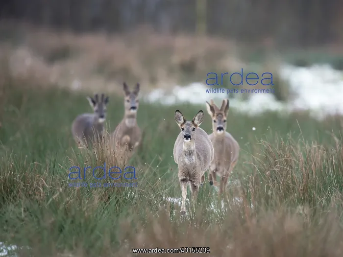 : Roe Deer. Four Roe Deer (Capreolus capreolus) running through grass : Roe Deer. Four Roe Deer (Capreolus capreolus) running through grass