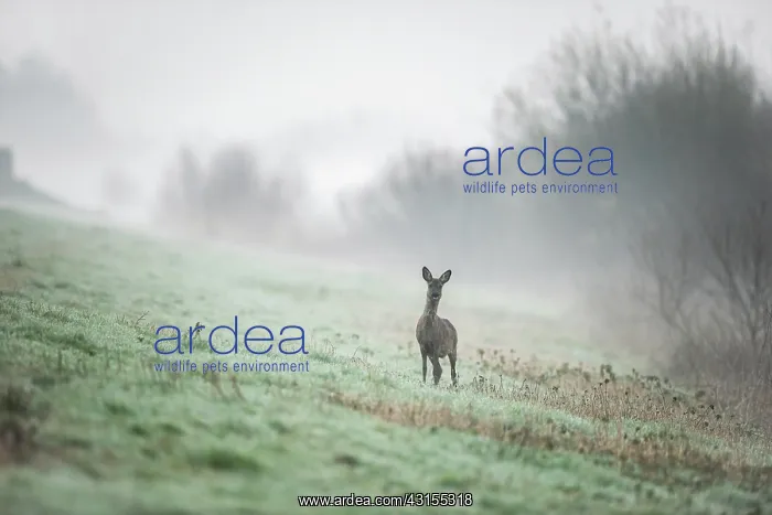 : Roe Deer (Capreolus capreolus) in a misty landscape at dawn : Roe Deer (Capreolus capreolus) in a misty landscape at dawn
