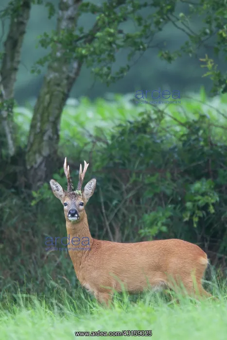 : Roe Deer (Capreolus capreolus) buck in summer coat standing in a meadow : Roe Deer (Capreolus capreolus) buck in summer coat standing in a meadow