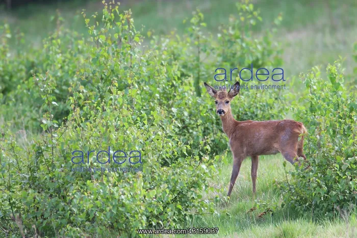 : Roe Deer (Capreolus capreolus) buck with velvet antlers in springtime : Roe Deer (Capreolus capreolus) buck with velvet antlers in springtime