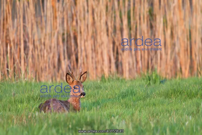 : Roe Deer (Capreolus capreolus) buck resting in a moor meadow : Roe Deer (Capreolus capreolus) buck resting in a moor meadow