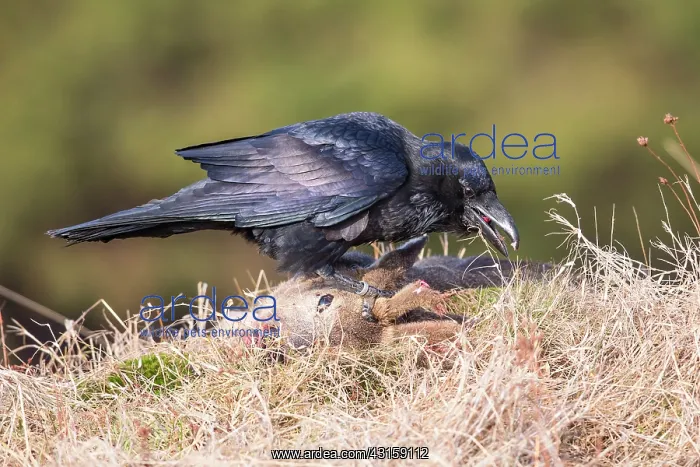 : Roe Deer. Northern Raven (Corvus corax) feeding on a Roe Deer : Roe Deer. Northern Raven (Corvus corax) feeding on a Roe Deer