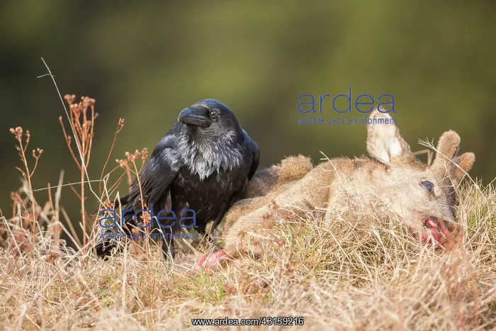 : Roe Deer. Northern Raven (Corvus corax) feeding on a Roe Deer : Roe Deer. Northern Raven (Corvus corax) feeding on a Roe Deer