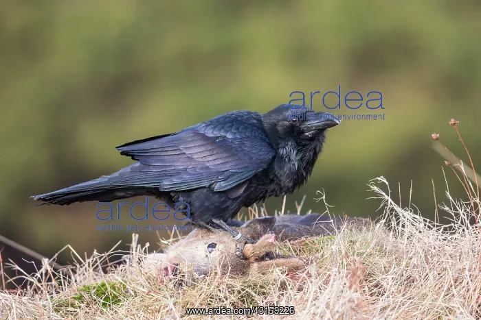 : Roe Deer. Northern Raven (Corvus corax) feeding on a Roe Deer : Roe Deer. Northern Raven (Corvus corax) feeding on a Roe Deer