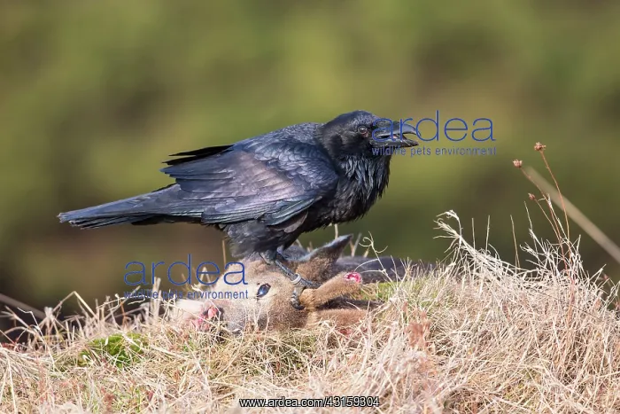 : Roe Deer. Northern Raven (Corvus corax) feeding on a Roe Deer : Roe Deer. Northern Raven (Corvus corax) feeding on a Roe Deer
