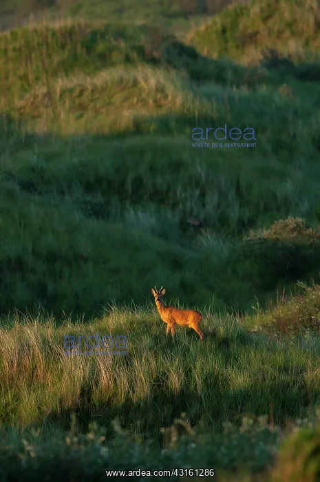 : Roe Deer (Capreolus capreolus) standing in the dunes at sunset : Roe Deer (Capreolus capreolus) standing in the dunes at sunset
