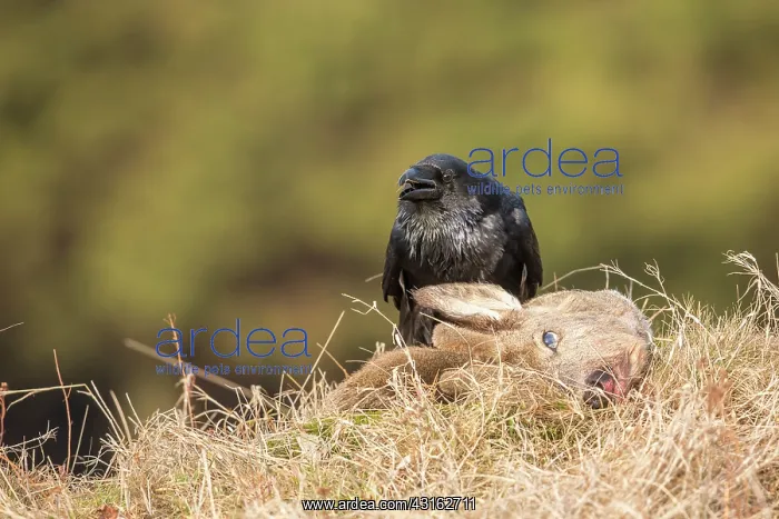 : Roe Deer. Northern Raven (Corvus corax) feeding on a Roe Deer : Roe Deer. Northern Raven (Corvus corax) feeding on a Roe Deer