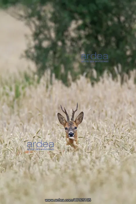 : Roe Deer (Capreolus capreolus) buck in a cornfield : Roe Deer (Capreolus capreolus) buck in a cornfield