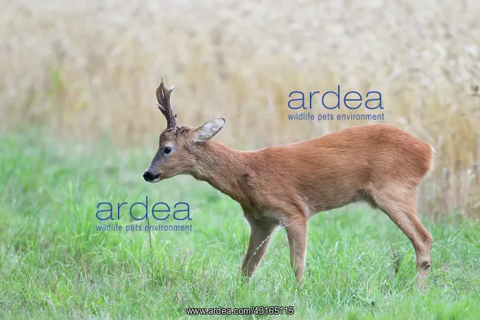 : Roe Deer (Capreolus capreolus) buck in a field : Roe Deer (Capreolus capreolus) buck in a field
