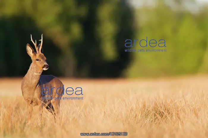 : Roe Deer (Capreolus capreolus) buck in the evening light : Roe Deer (Capreolus capreolus) buck in the evening light