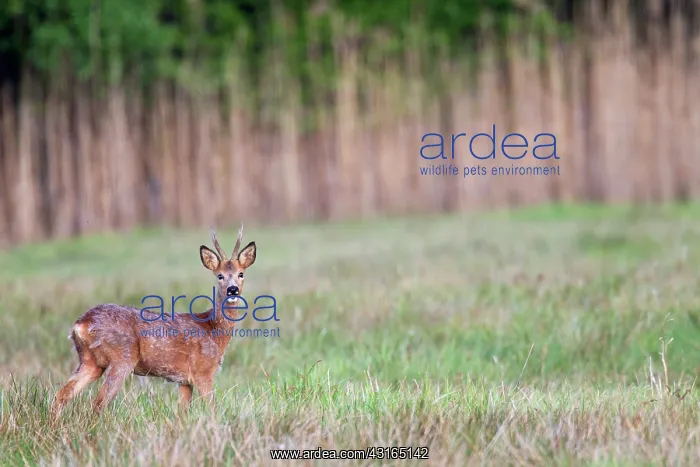 : Roe Deer (Capreolus capreolus) buck in springtime : Roe Deer (Capreolus capreolus) buck in springtime