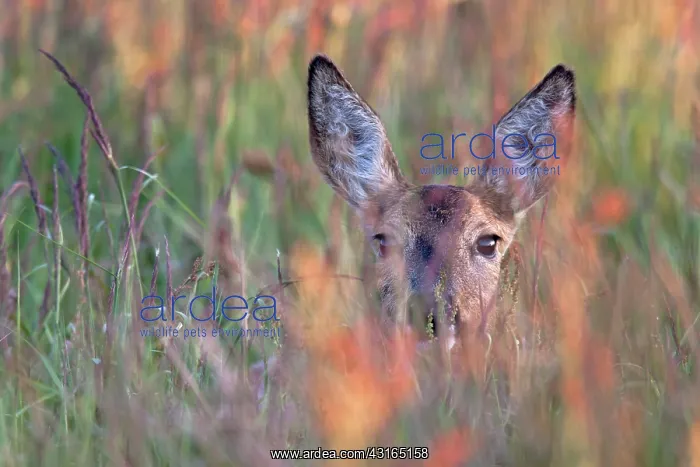 : Roe Deer (Capreolus capreolus) doe hiding in vegetation : Roe Deer (Capreolus capreolus) doe hiding in vegetation