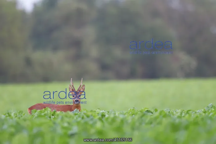 : Roe Deer (Capreolus capreolus) buck standing in a field : Roe Deer (Capreolus capreolus) buck standing in a field