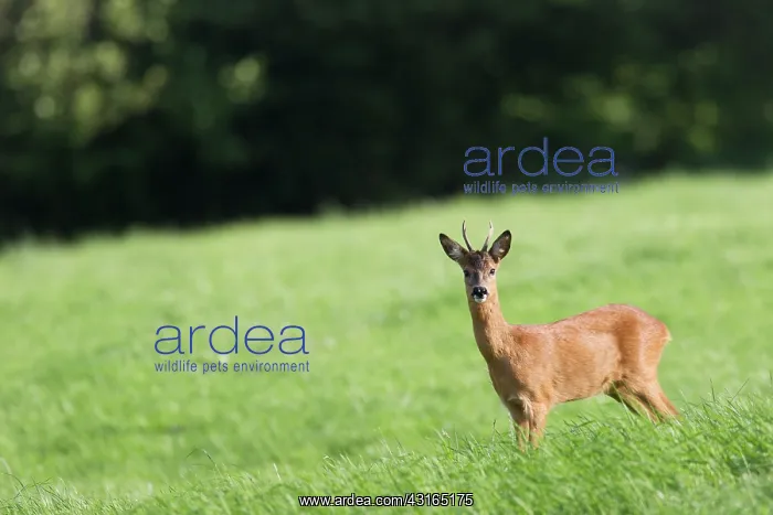 : Roe Deer (Capreolus capreolus) buck standing in a meadow : Roe Deer (Capreolus capreolus) buck standing in a meadow