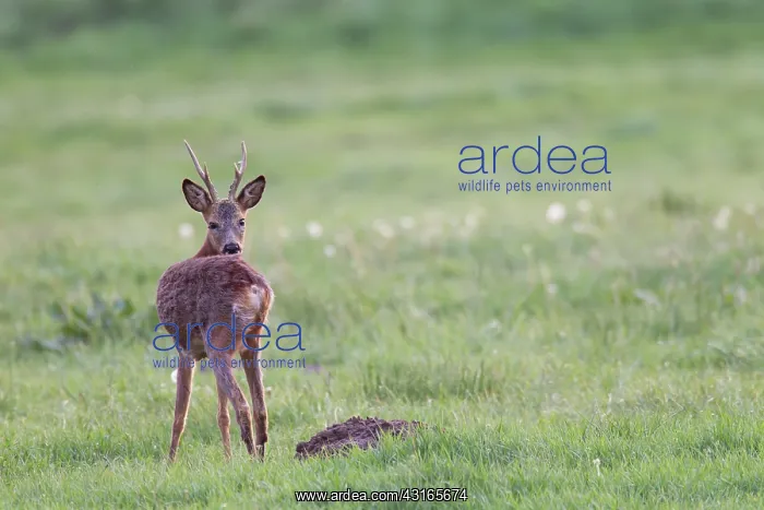 : Roe Deer. One Roe Deer (Capreolus capreolus) buck looking towards to the photographer : Roe Deer. One Roe Deer (Capreolus capreolus) buck looking towards to the photographer