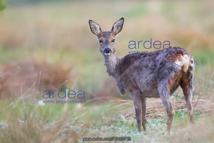 : Roe Deer. One Roe Deer (Capreolus capreolus) pregnant doe standing in a bog meadow : Roe Deer. One Roe Deer (Capreolus capreolus) pregnant doe standing in a bog meadow