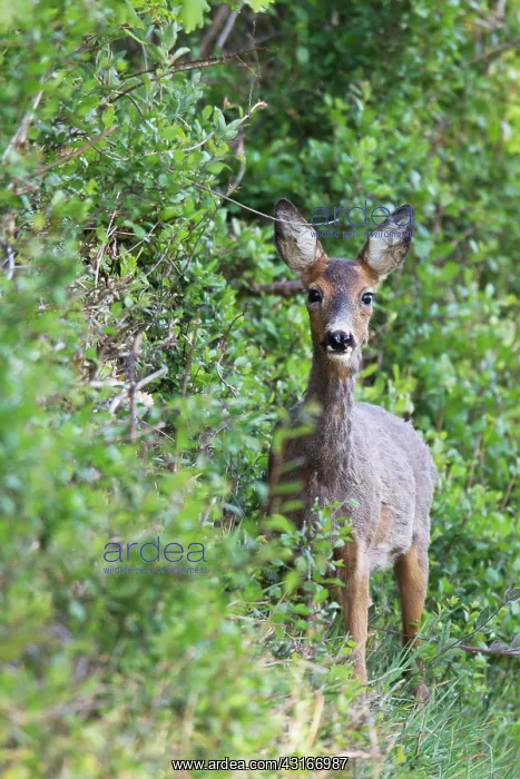 : Roe Deer. One Roe Deer (Capreolus capreolus) doe standing at a forest edge : Roe Deer. One Roe Deer (Capreolus capreolus) doe standing at a forest edge