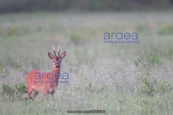 : Roe Deer. One Roe Deer (Capreolus capreolus) buck standing in a meadow : Roe Deer. One Roe Deer (Capreolus capreolus) buck standing in a meadow