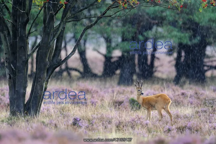 : Roe Deer (Capreolus capreolus) standing in heathland during rainfall : Roe Deer (Capreolus capreolus) standing in heathland during rainfall
