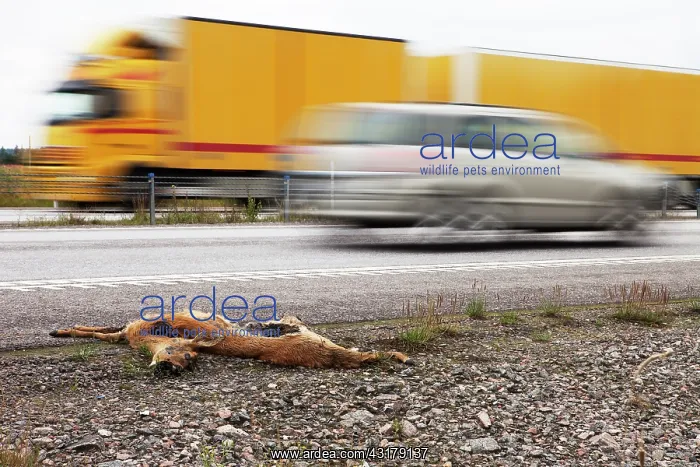 : Roe Deer (Capreolus capreolus) hit by car : Roe Deer (Capreolus capreolus) hit by car