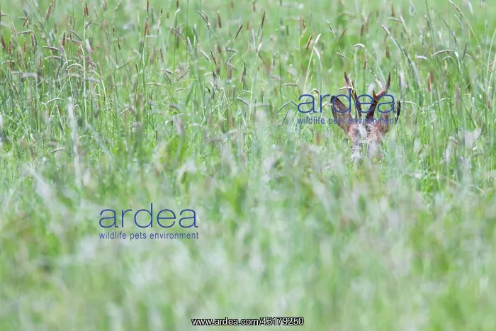  : Roe Deer (Capreolus capreolus) buck hidden in high vegetation