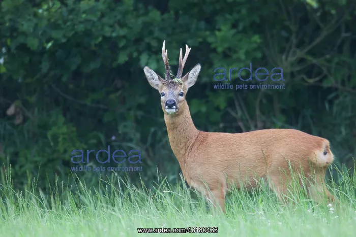 : Roe Deer (Capreolus capreolus) buck in summer coat standing in a meadow : Roe Deer (Capreolus capreolus) buck in summer coat standing in a meadow