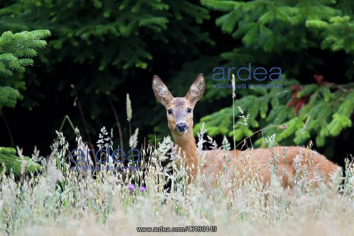 : Roe Deer (Capreolus capreolus) doe in high vegetation : Roe Deer (Capreolus capreolus) doe in high vegetation