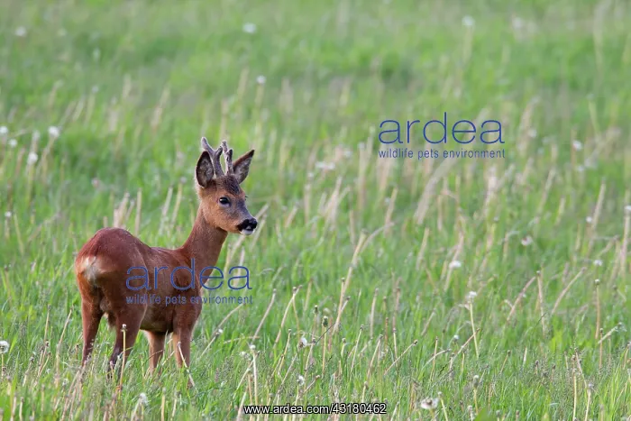 : Roe Deer (Capreolus capreolus) buck with velvet antlers in summer pelage : Roe Deer (Capreolus capreolus) buck with velvet antlers in summer pelage