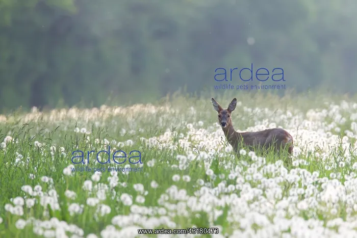 : Roe Deer (Capreolus capreolus) doe standing in a meadow with Dandelions : Roe Deer (Capreolus capreolus) doe standing in a meadow with Dandelions
