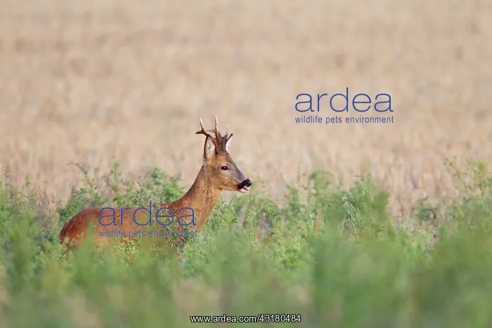 : Roe Deer (Capreolus capreolus) buck standing in a barley field : Roe Deer (Capreolus capreolus) buck standing in a barley field