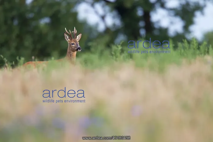 : Roe Deer (Capreolus capreolus) buck standing in a barley field : Roe Deer (Capreolus capreolus) buck standing in a barley field