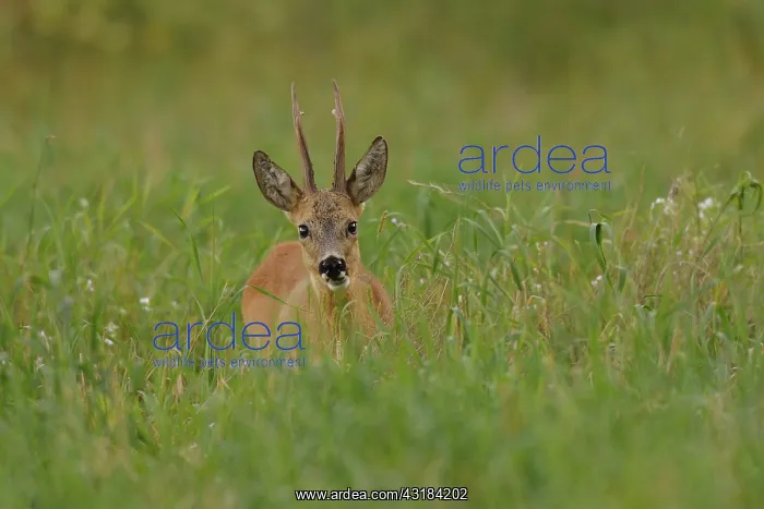 : Roe Deer (Capreolus capreolus) buck in buckwheat field : Roe Deer (Capreolus capreolus) buck in buckwheat field