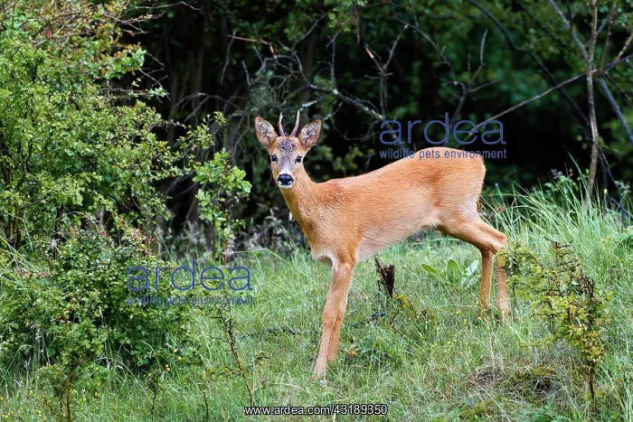 : Roe Deer (Capreolus capreolus) juvenile male in dune landscape : Roe Deer (Capreolus capreolus) juvenile male in dune landscape