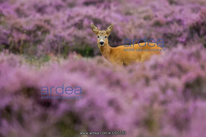 : Roe Deer (Capreolus capreolus) standing in flowering heather : Roe Deer (Capreolus capreolus) standing in flowering heather