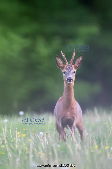 : Roe Deer. One Roe Deer (Capreolus capreolus) buck looking alert : Roe Deer. One Roe Deer (Capreolus capreolus) buck looking alert